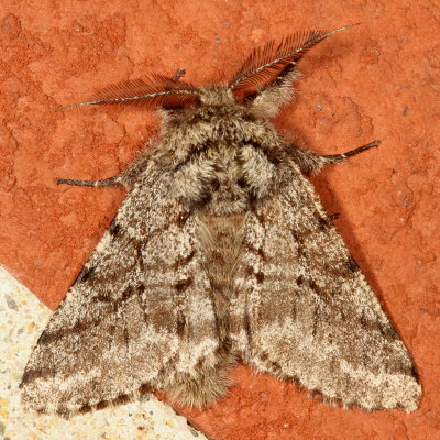 Hodges#6651 * Stout Spanworm Moth  ♂ * Lycia ursaria