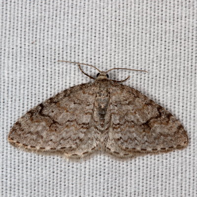 Hodges#7428 * Brown-shaded Carpet * Venusia comptaria