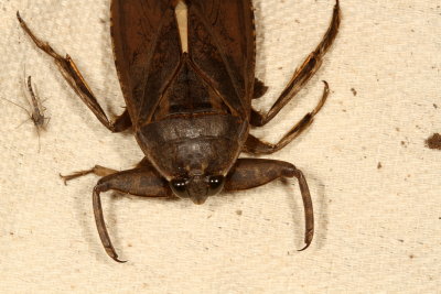 Lethocerus americanus