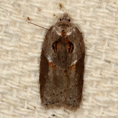 Hodges#3543 * Acleris maculidorsana