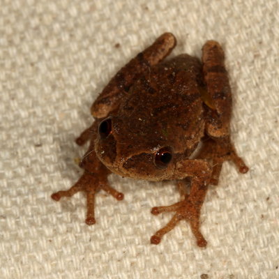 Spring Peeper