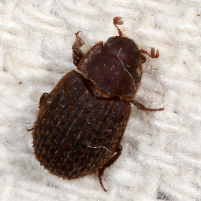 Trogidae : Hide Beetles