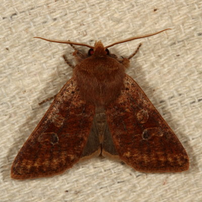Hodges#10994 * Reddish Speckled Dart * Cerastis tenebrifera