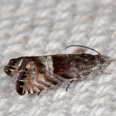 Hodges#3425 * Speckled Sereda * Sereda tautana