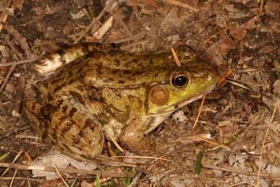 Green Frog