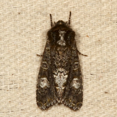 Hodges#10021 * Grote's Sallow * Copivaleria grotei