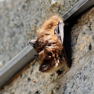 Big Brown Bat