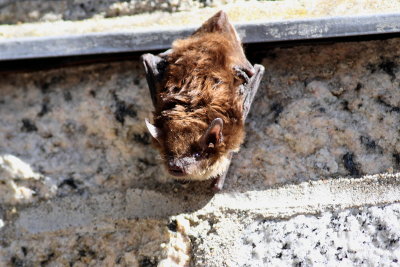 Big Brown Bat