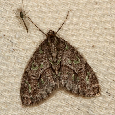 Hodges#7637 - Mottled Gray Carpet * Cladara limitaria