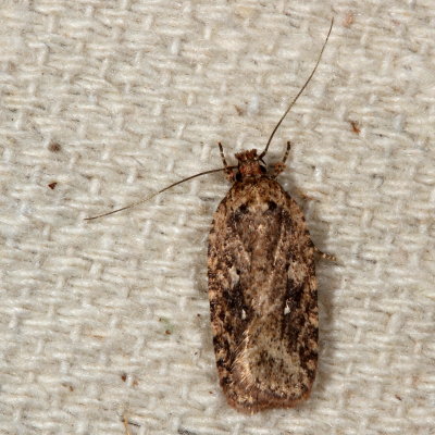 Hodges#0867 * Feather Duster Agonopterix * Agonopterix pulvipennella 