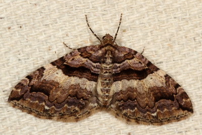 Hodges#7329 * Variable Carpet * Anticlea vasiliata