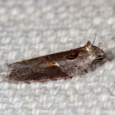 Hodges#3543 * Acleris maculidorsana