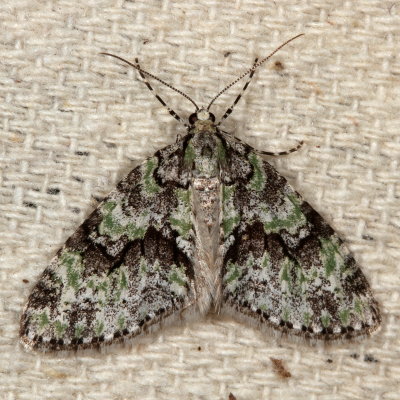 Hodges#7637 - Mottled Gray Carpet * Cladara limitaria