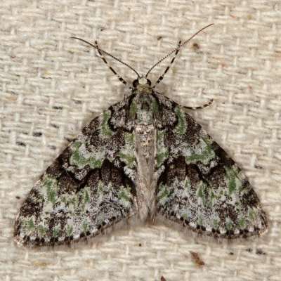 Hodges#7637 * Mottled Gray Carpet * Cladara limitaria