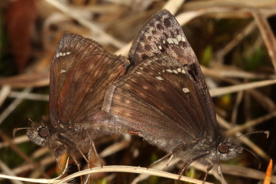 Horace's Duskywing