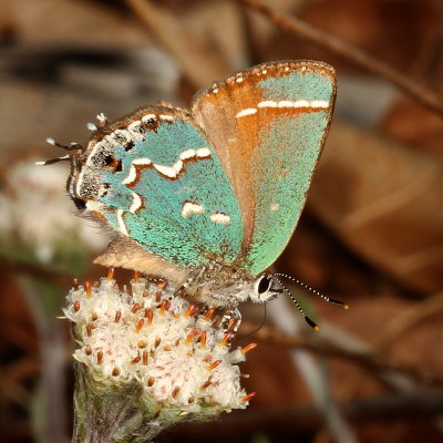 Juniper Hairstreak