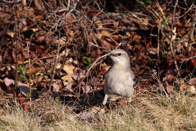 Collecting Nest Material