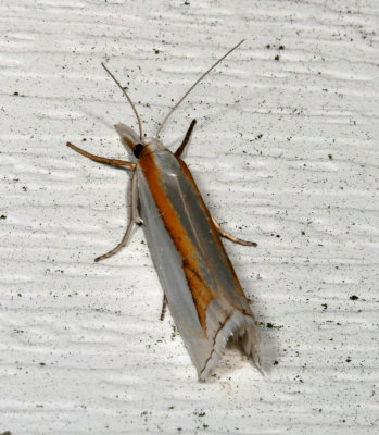 Hodges#5365 * Girard's Grass-veneer * Crambus girardellus