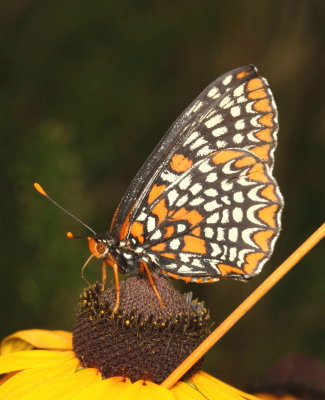 Baltimore Checkerspot