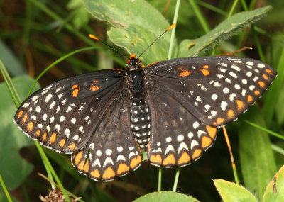 Baltimore Checkerspot