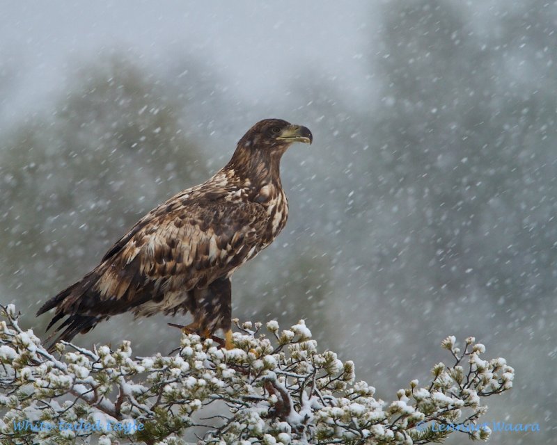 White-tailed Eagle/Havsrn in a pine during snow-fall.
