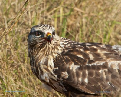 Rough-legged Buzzard/Fjllvrk