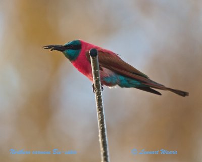 Northern carmine Bee-eater/Nordlig Karminbitare