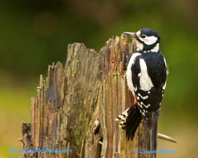 Great Spotted Woodpecker/Strre hackspett