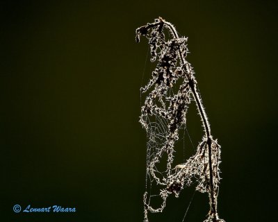 Thistle and spider web.