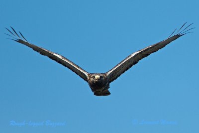 Rough-legged Buzzard/Fjllvrk