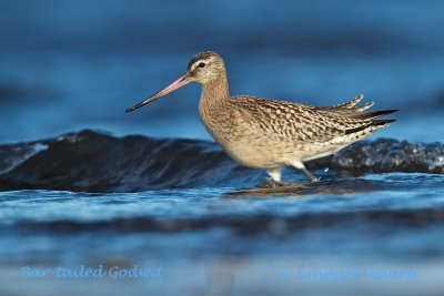 Bar-tailed Godwit/Myrspov.