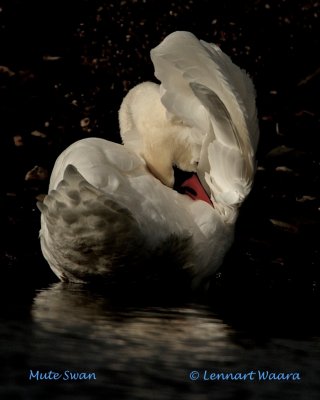 Mute swan/Knlsvan.