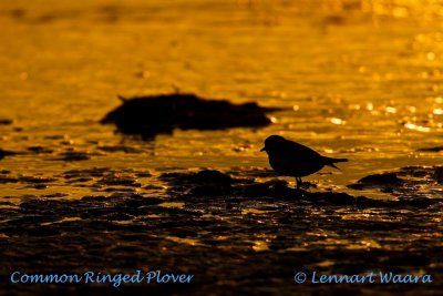 Common Ringed Plover/Strre strandpipare/ in morning light