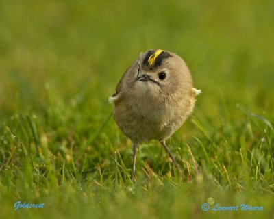 Goldcrest/Kungsfgel