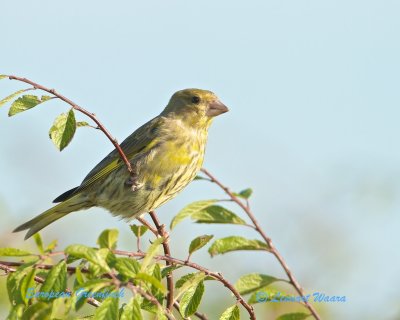 European Greenfinch/Grnfink/ female