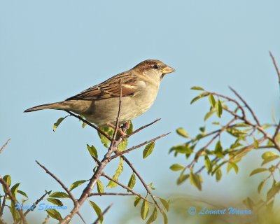 House Sparrow / Grsparv / female
