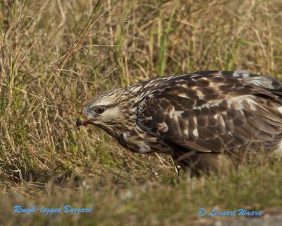 Rough-legged Buzzard/Fjllvrk