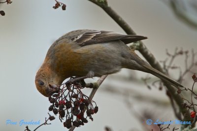 Pine Grosbeak/Tallbit