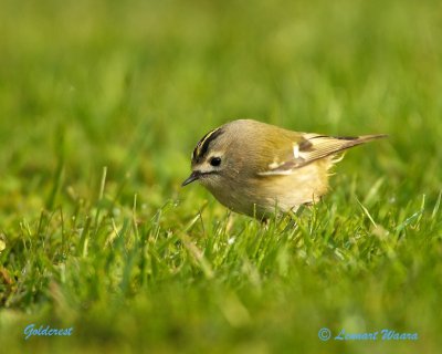 Goldcrest/Kungsfgel