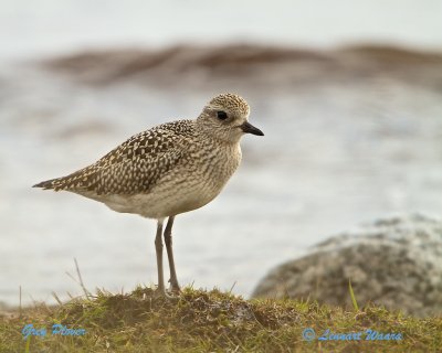 Grey Plover/Kustpipare