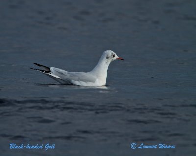 Black-headed Gull/Skrattms 