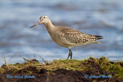 Bar-tailed Godwit/Myrspov