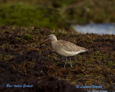 Bar-tailed Godwit/Myrspov