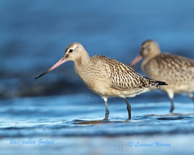 Bar-tailed Godwit/Myrspov