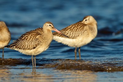 Bar-tailed Godwit/Myrspov