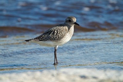 Grey Plover/Kustpipare