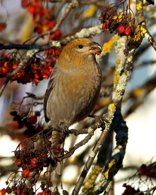 Pine Grosbeak/Tallbit