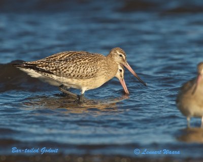 Bar-tailed Godwit/Myrspov