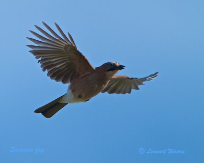 Eurasian Jay/Ntskrika