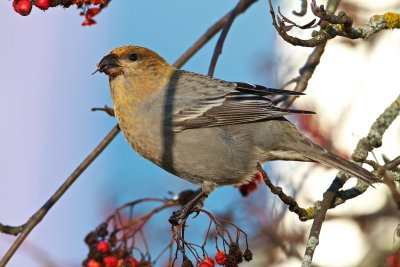 Pine Grosbeak/Tallbit